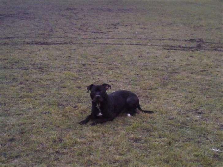 Amerikansk staffordshire terrier Coco billede 4