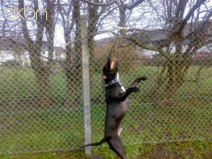 Amerikansk staffordshire terrier Coco billede 5