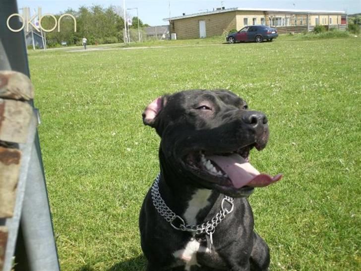 Amerikansk staffordshire terrier Coco billede 6