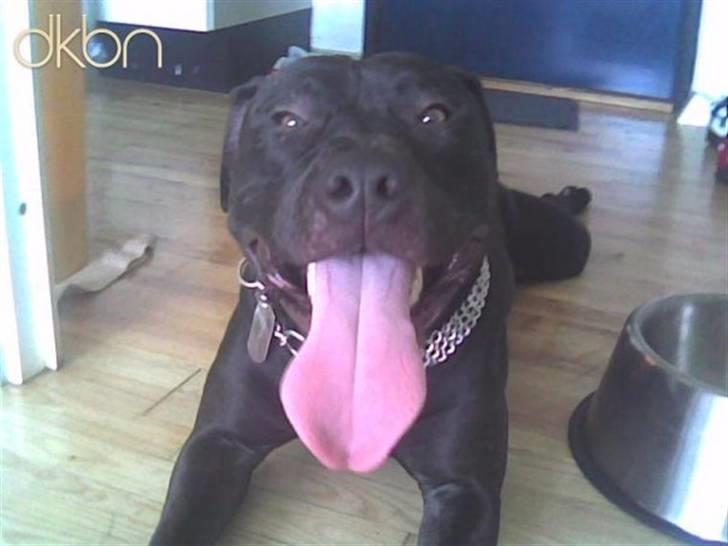 Amerikansk staffordshire terrier Coco billede 7