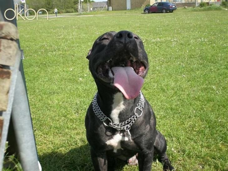 Amerikansk staffordshire terrier Coco billede 8