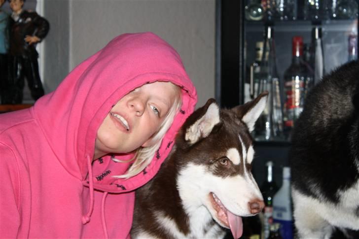 Siberian husky snowhuskyziemabor nala billede 12