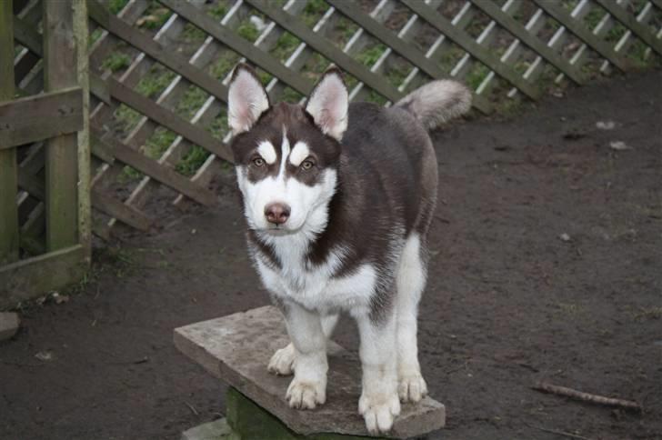 Siberian husky snowhuskyziemabor nala billede 13