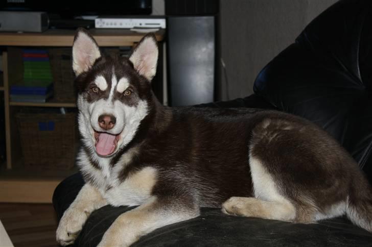 Siberian husky snowhuskyziemabor nala billede 14