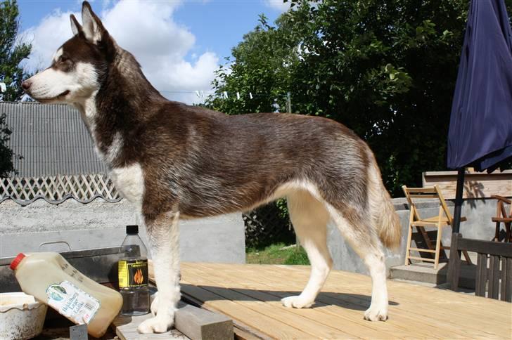 Siberian husky snowhuskyziemabor nala billede 15