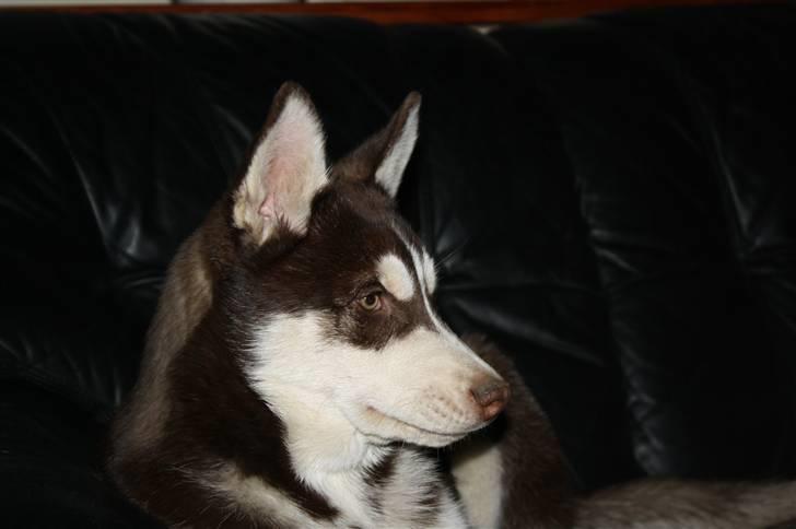 Siberian husky snowhuskyziemabor nala billede 16