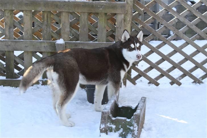 Siberian husky snowhuskyziemabor nala billede 17