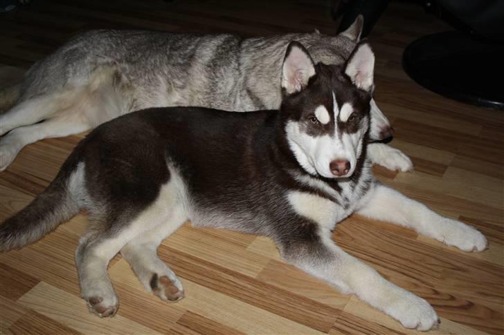Siberian husky snowhuskyziemabor nala billede 18