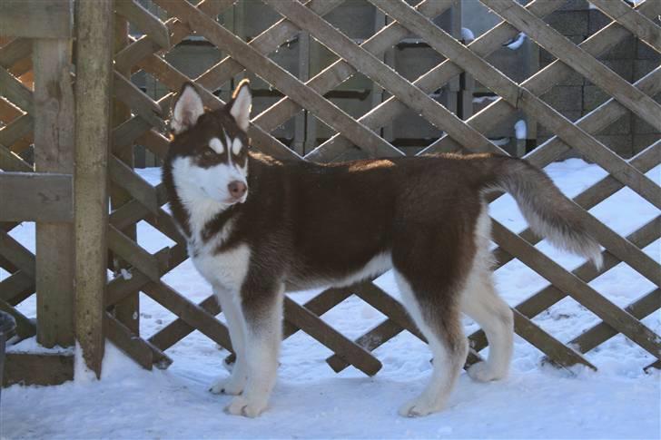 Siberian husky snowhuskyziemabor nala billede 19