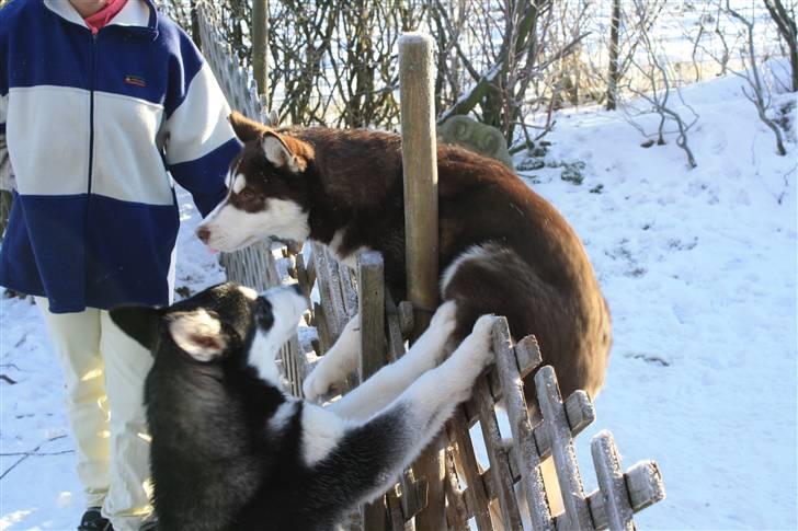 Siberian husky snowhuskyziemabor nala billede 20