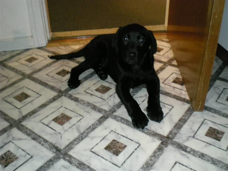 Labrador retriever Vabbe - Vabbe 11 uger gammel billede 1
