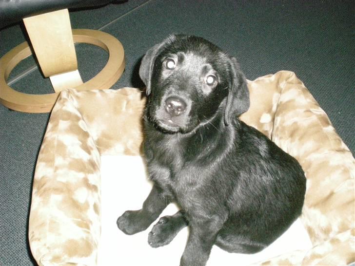 Labrador retriever Vabbe - Lige kommet hjem... 10 uger... billede 2