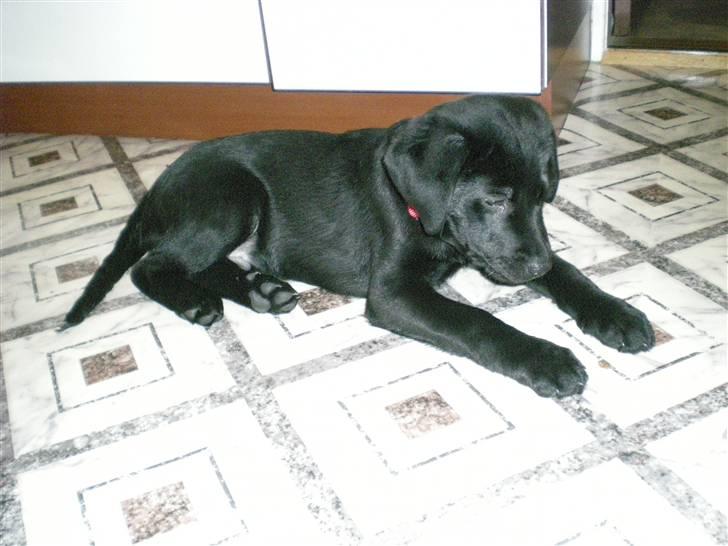 Labrador retriever Vabbe - Prøver at fange en flue, men er ik hurtig nok endnu ;-) billede 3