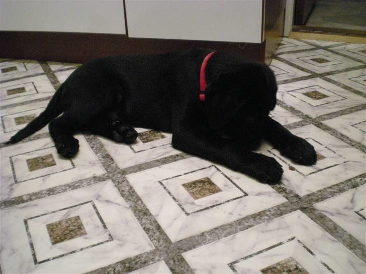 Labrador retriever Vabbe - Uhh så dejlig og tyk.... billede 4