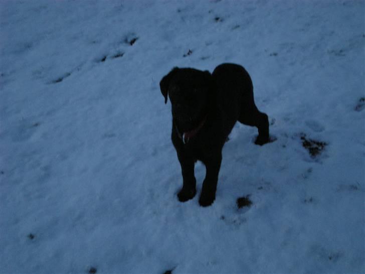 Labrador retriever Vabbe - Vabbes første sne... billede 5