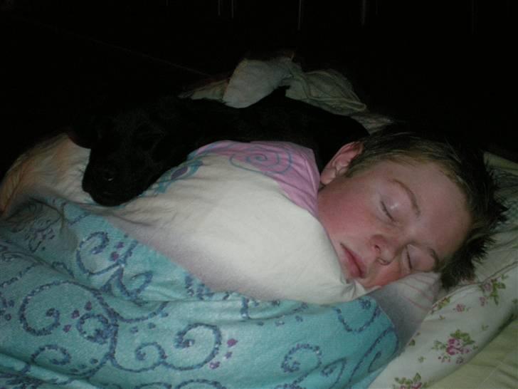 Labrador retriever Vabbe - Ligge lige og sover "PÅ" Rasmus billede 6