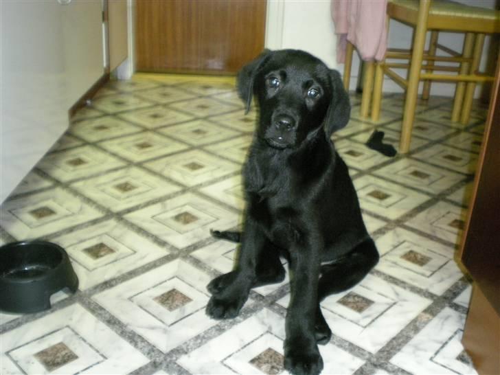 Labrador retriever Vabbe - Nogle der sagde store poter????? billede 7