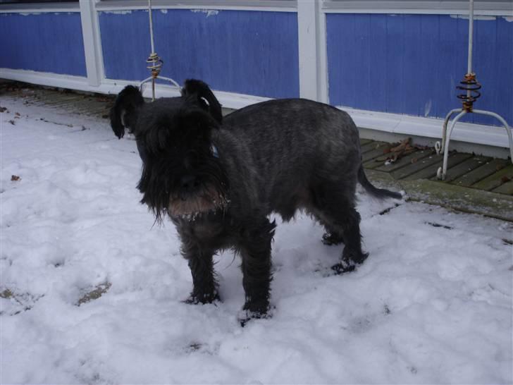 Blanding af racer Fusse Himmelhund - Ej, det er lidt koldt det her... billede 9