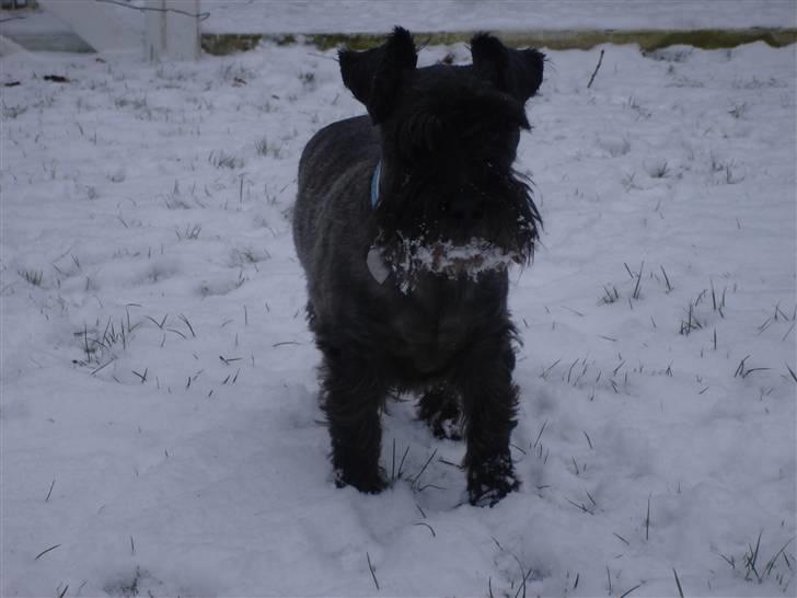 Blanding af racer Fusse Himmelhund - Den afskyelige snehund billede 10