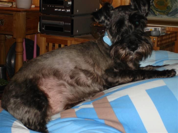 Blanding af racer Fusse Himmelhund - Ligger på mors dyne - det er bare skønt billede 11