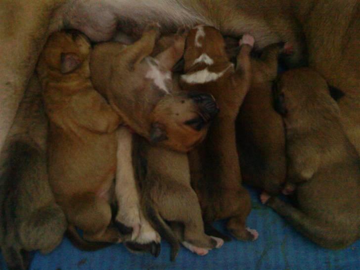 Blanding af racer Trille. - Billede er taget to dage efter de små kom til verden :-) billede 14