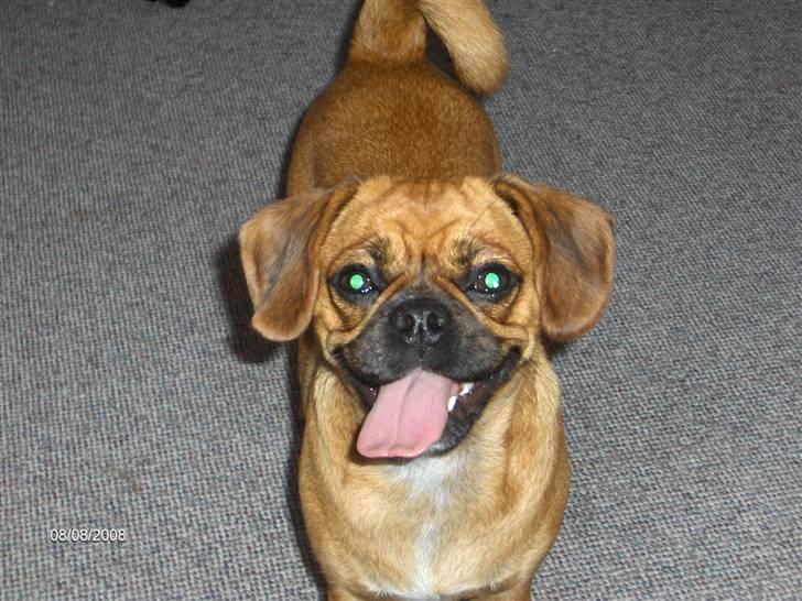 Blanding af racer Frida billede 20