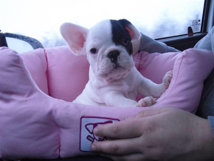 Fransk bulldog Chleo billede 1