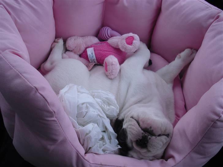 Fransk bulldog Chleo billede 2