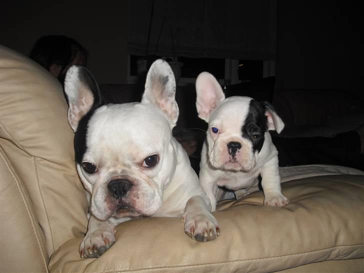 Fransk bulldog Chleo billede 3