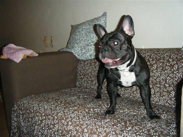 Fransk bulldog Emmie billede 14