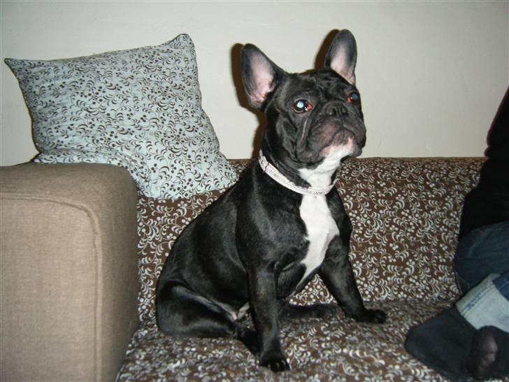 Fransk bulldog Emmie billede 15