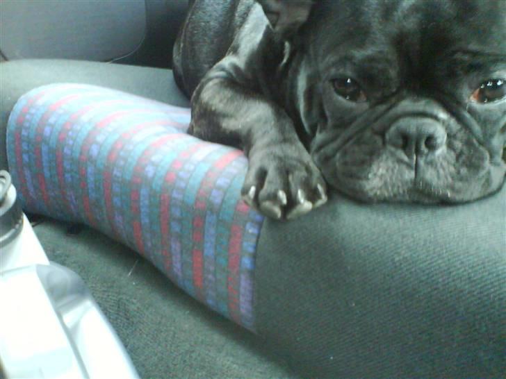 Fransk bulldog Emmie billede 16