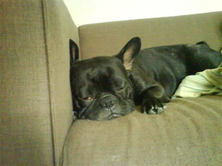 Fransk bulldog Emmie billede 17