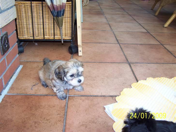 Bichon havanais Cindy - 6 uger billede 3
