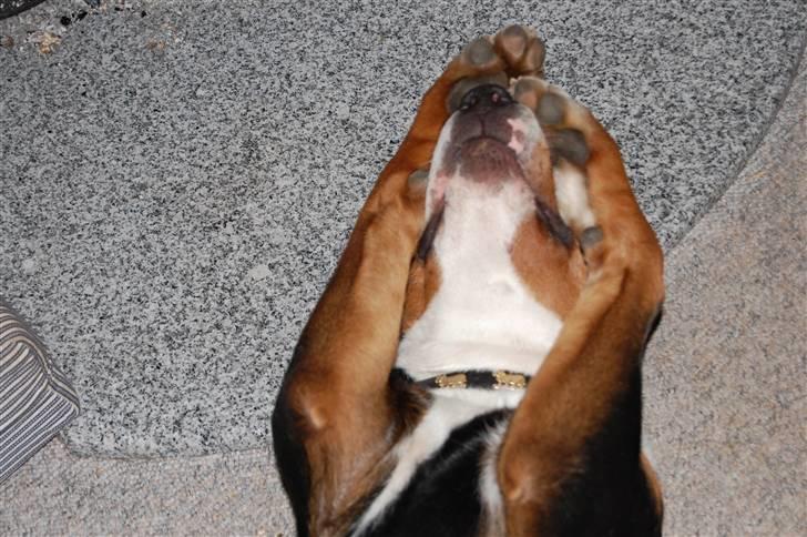 Grosser schweizer sennenhund bonita  billede 14