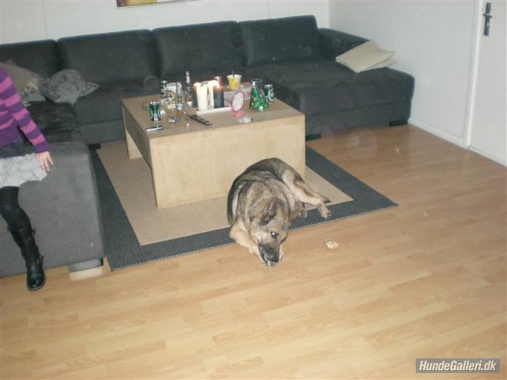 Schæferhund addi aflivet d, 3/2 2009 billede 7