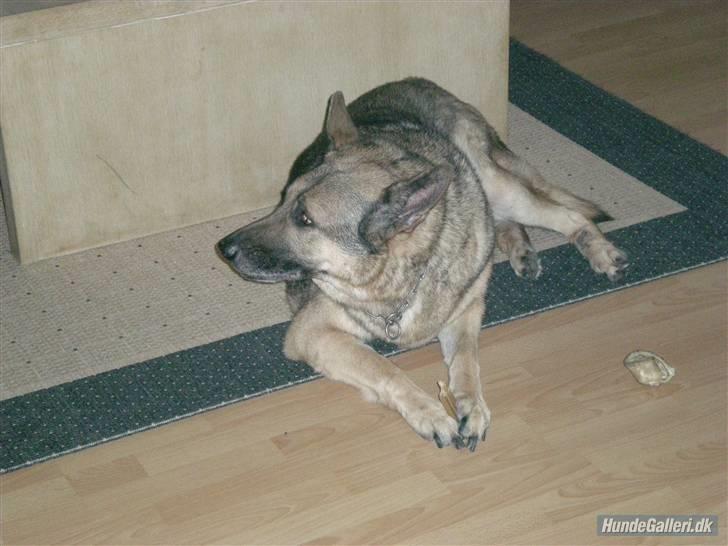 Schæferhund addi aflivet d, 3/2 2009 billede 8