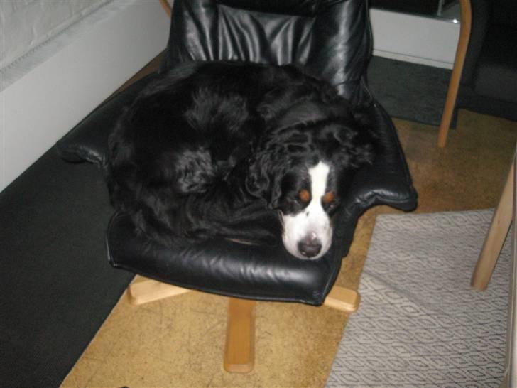 Berner sennenhund Albert billede 17