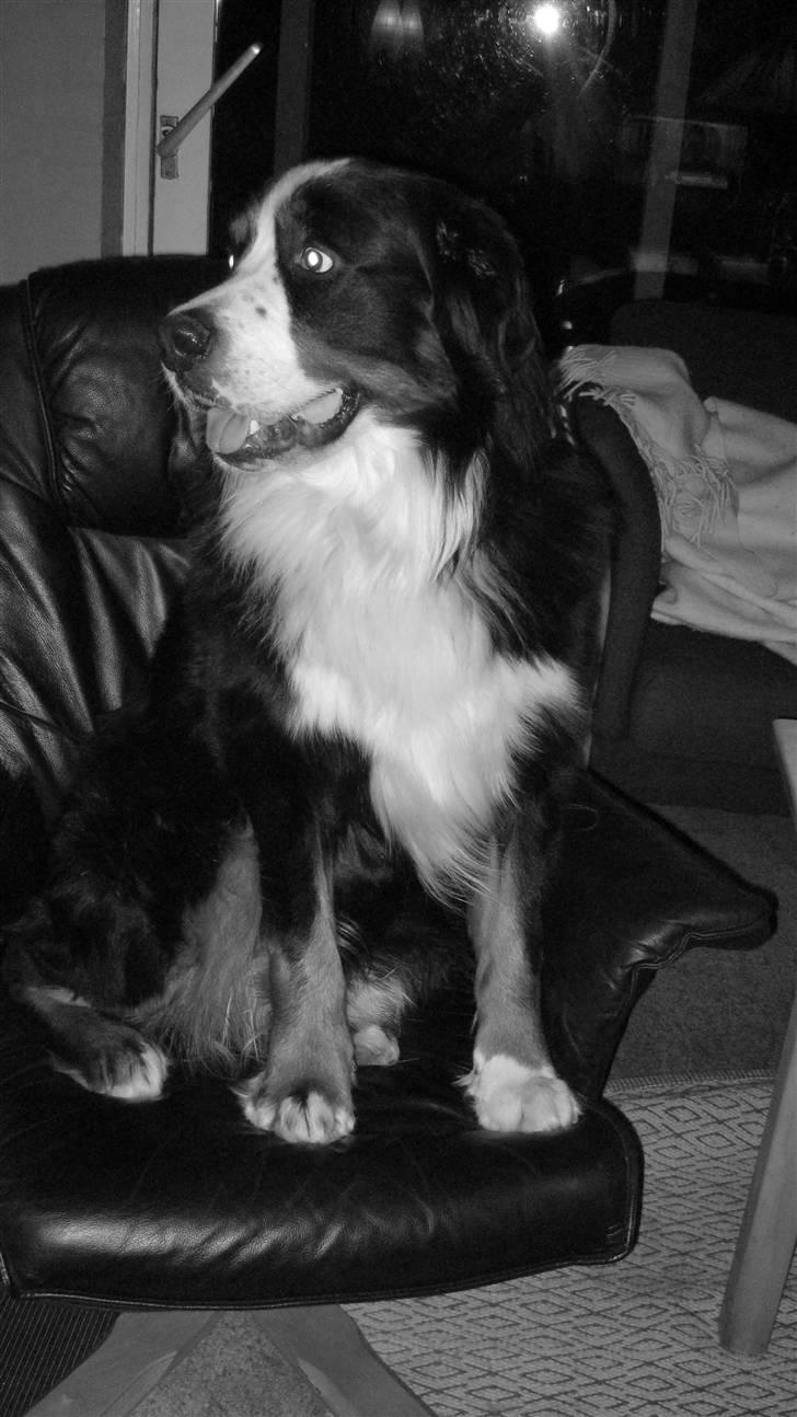 Berner sennenhund Albert billede 18