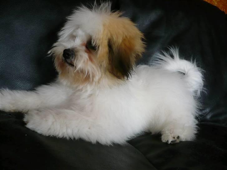 Coton de tulear Coton-land's Whinkie - Frække mig :) billede 6