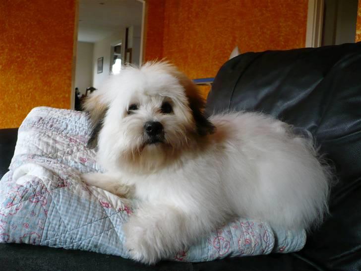 Coton de tulear Coton-land's Whinkie - tar lige en slapper på sofaen :b billede 7