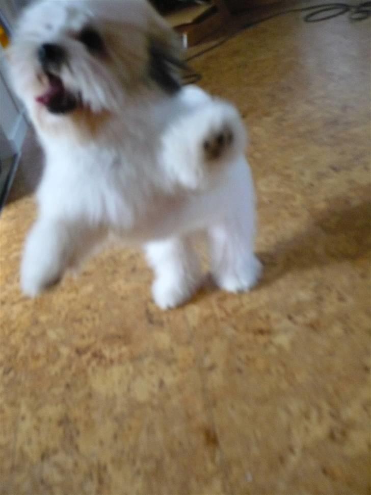 Coton de tulear Coton-land's Whinkie - ATTACK!! jeg elsker at lege :) billede 8