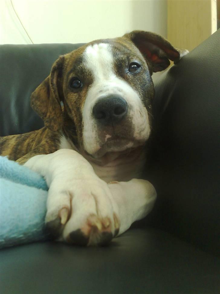 Blanding af racer Lou Bennet billede 3