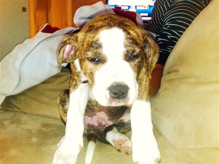 Blanding af racer Lou Bennet billede 4