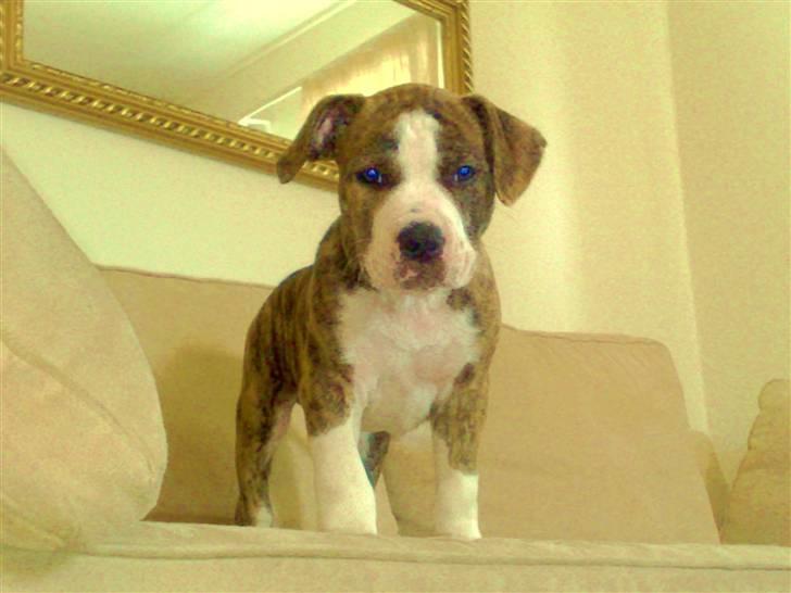 Blanding af racer Lou Bennet billede 5