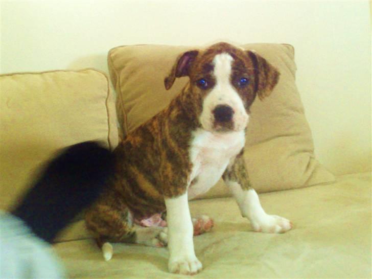 Blanding af racer Lou Bennet billede 6