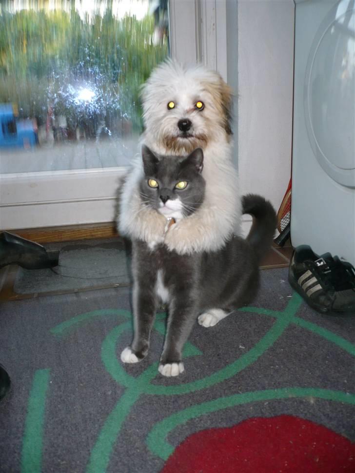 Coton de tulear Coton-land's Whinkie - Her krammer jeg min bedste ven Katten Bastian. Jeg elsker ham <3 :) (det er friviligt kram og lige taget mens de legede ;b) billede 9