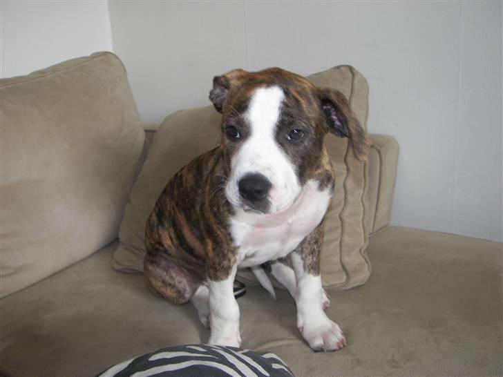 Blanding af racer Lou Bennet billede 7