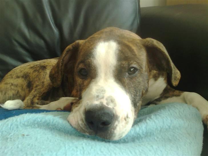 Blanding af racer Lou Bennet billede 8