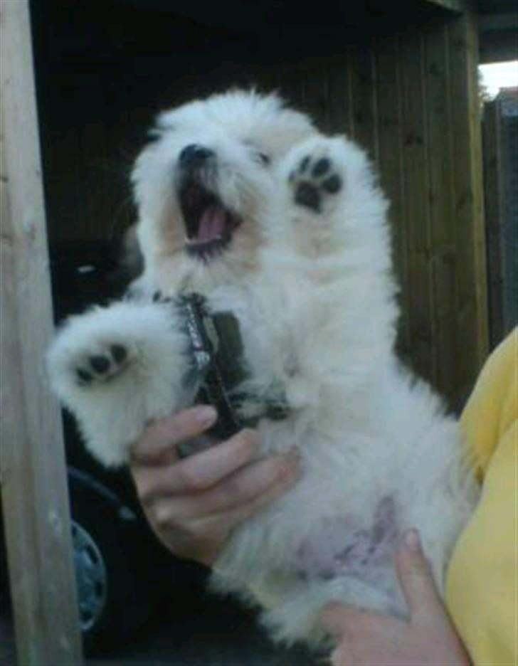 Coton de tulear Coton-land's Whinkie - Pas på! jeg er en farlig isbjørn! :) billede 10